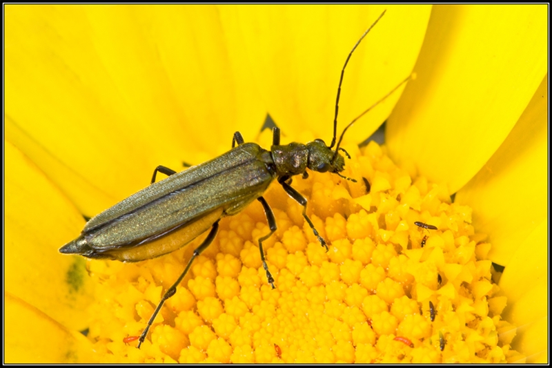Oedemera gruppo virescens